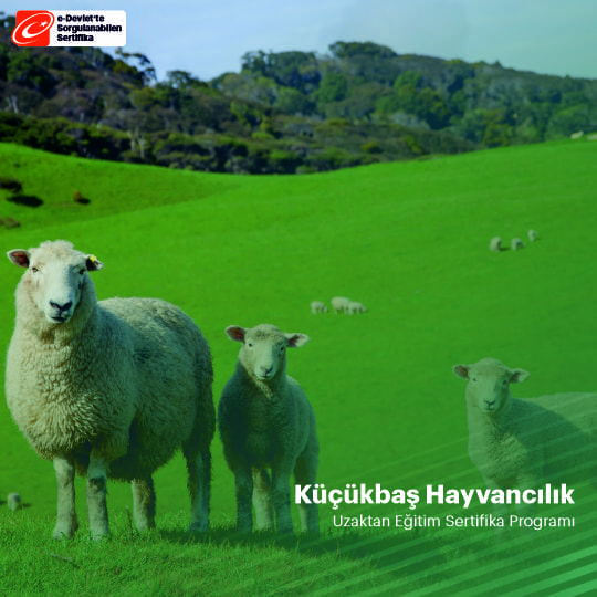 Küçükbaş Hayvancılık Sertifikası